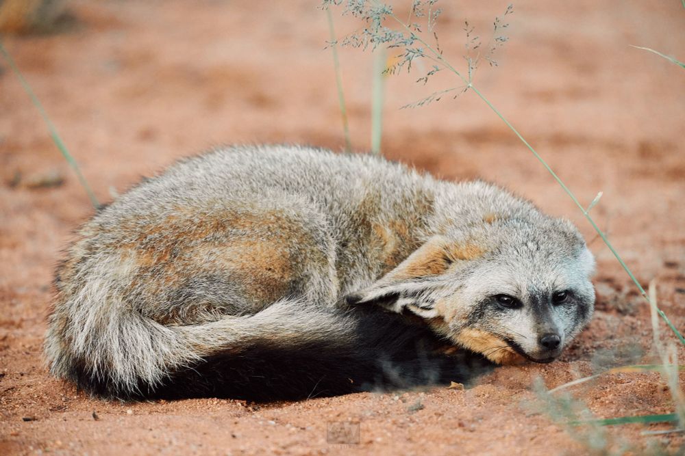 A bat eared fox sleeping

Sony A1 ii, Sony 300mm f/2.8 GM + 2x TC - 1/800s, f/5.6, ISO1200