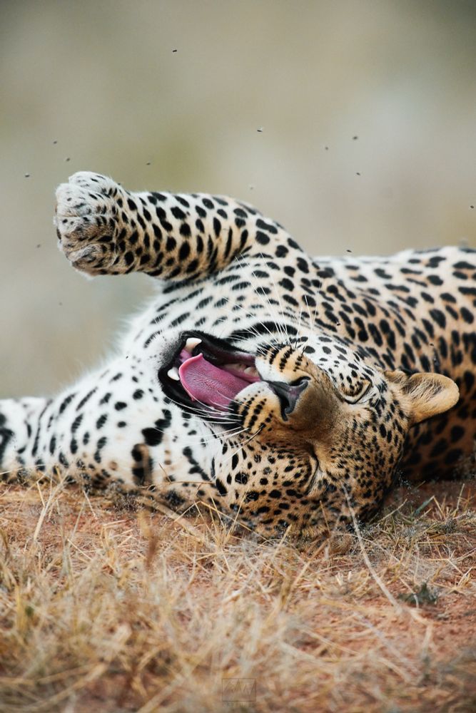 A young male leopard yawning and rolling about

Sony A1 ii, Sony 300mm + 2x TC - 1/800s, f/5.6, ISO500