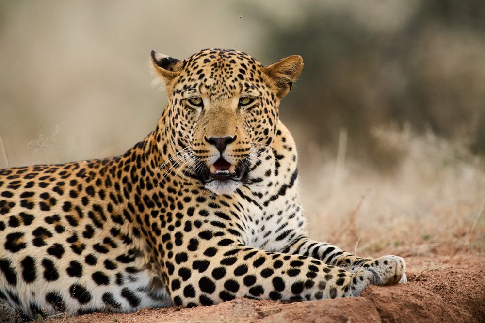 A young male leopard resting on a mound

Sony A1 ii, Sony 300mm + 2x TC - 1/800s, f/5.6, ISO500