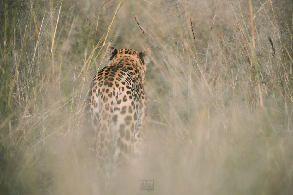 A photo of a leopard walking through the brush

Sony A1 ii, Sony 300mm f/2.8 GM + 2x TC - 1/1000, f/5.6, ISO800