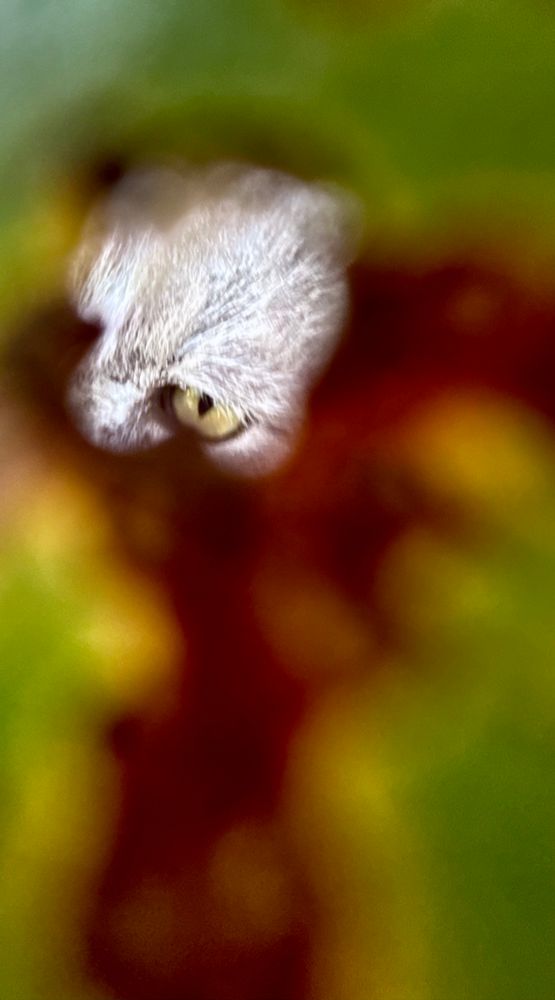 The yellow eye of a grey cat seen through a hole in a red and green leaf