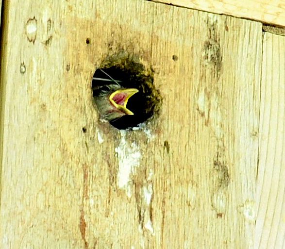 A baby house sparrow demands food from a hole in a wooden birdhouse. It has a bright yellow beak which is open
