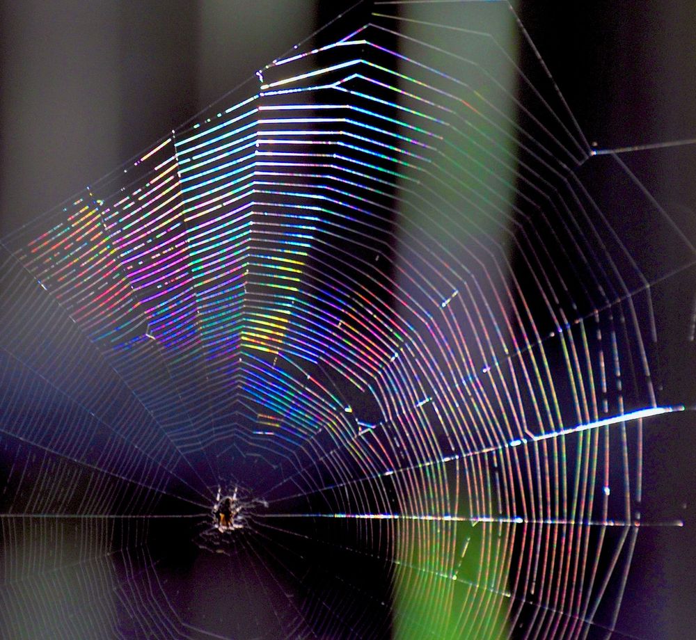 A rainbow of colors in this picture of an orb weaver spider web. The little spider sits in the center. In the blurry background are two wide dark slats of a wooden fence with a gap showing out of focus grass beyond 