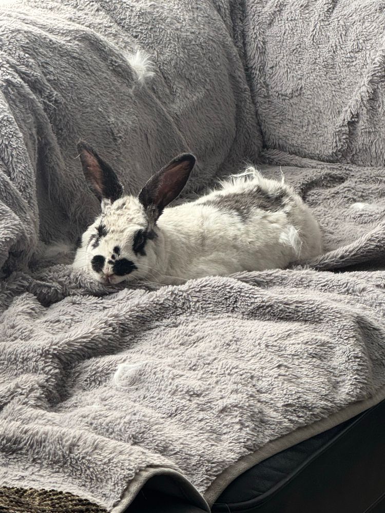 White & black bunny sitting on a couch.