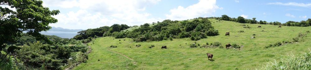 生月島の牛さんたち