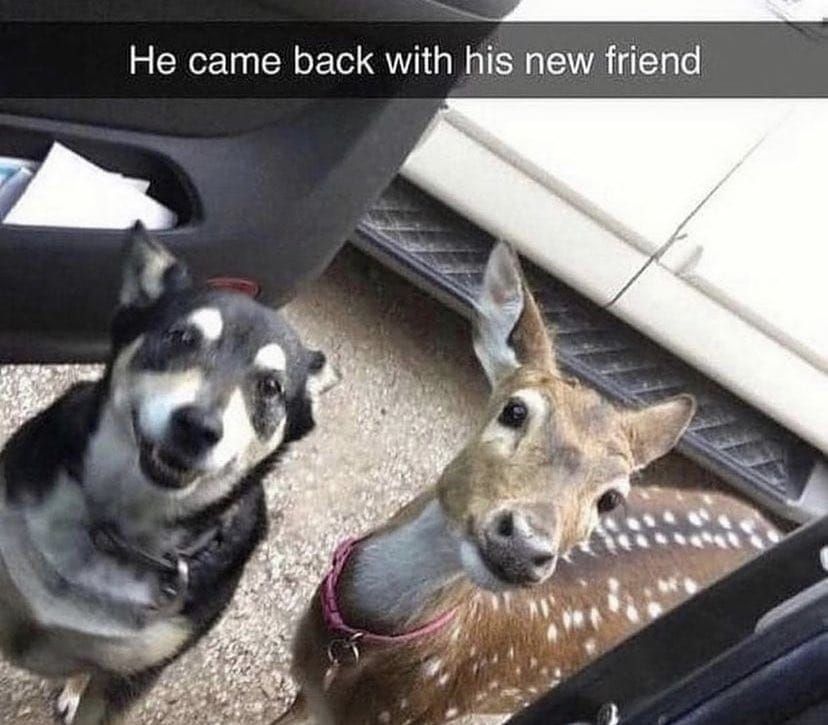 Smiling dog next to a deer in a car door. There's a text in the image that says "he came back with his new friend"