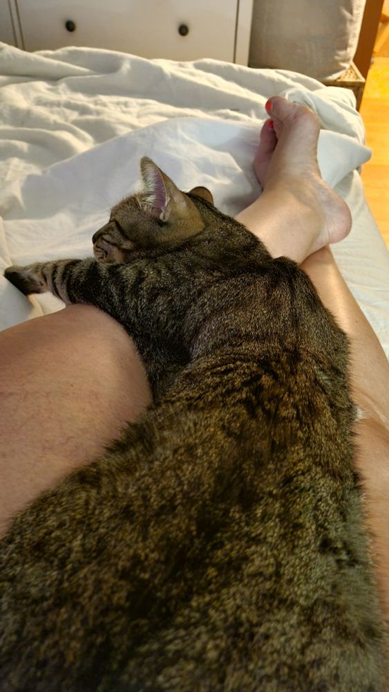 Primer plano de gato atigrado desde atrás y arriba, espatarrado sobre las piernas de su dueña.