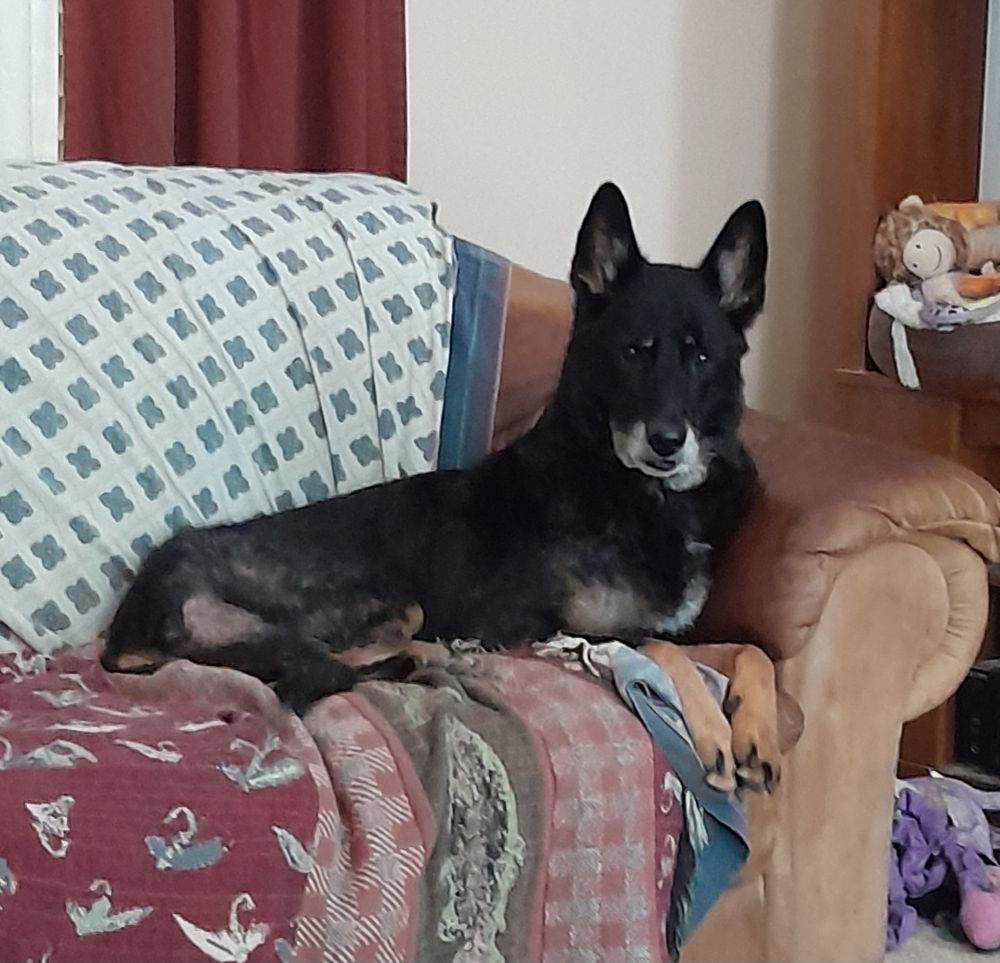 Black German Shepherd on couch, looking right at the camera. Dog toys on shelf and floor next to her.