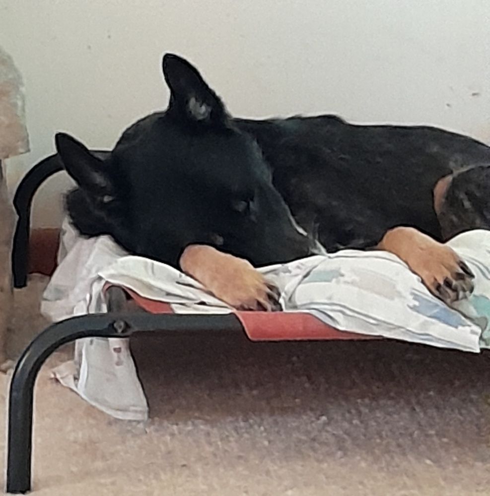 Black German Shepherd with tan paws sleeps soundly on her dog bed.
