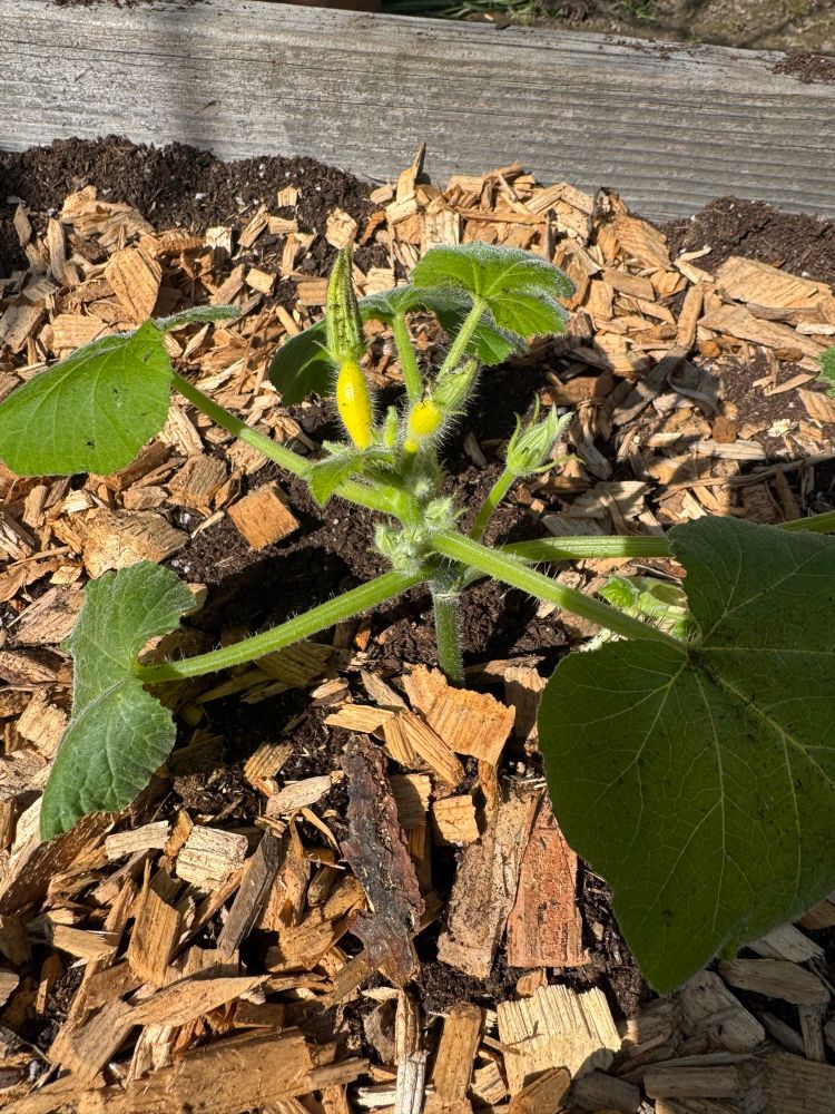 a photo of my crookneck yellow squash plant, freshly planted in raised beds that were at one point covered in wood chips