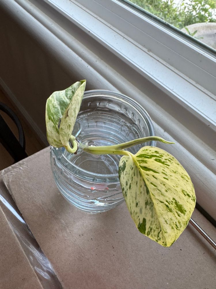 a photo of a cutting from the infamous $5 aldi plant. one node with two leaves and one unfurled leaf shoot, sitting in a bubba gump cocktail glass full of water on top of a cardboard box in front of the biggest and brightest window in my house
