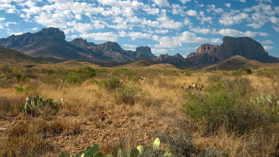 Chisos Mountain range, with the grassland prairie in the foreground, dotted with prickly pear cactus.
