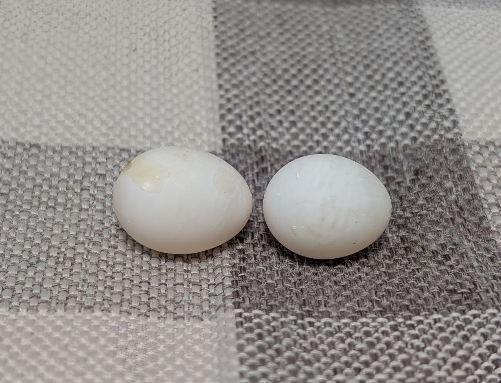 左∶１個目
右∶２個目