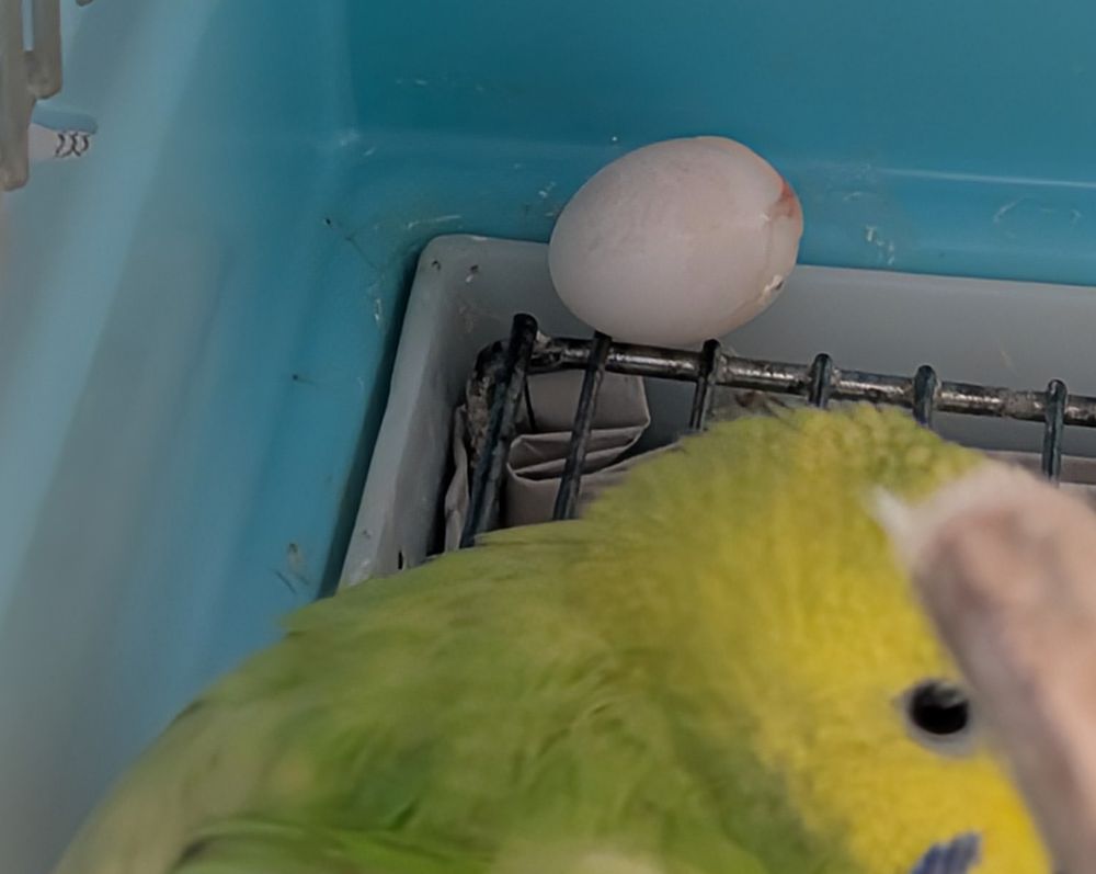 スイちゃんの卵