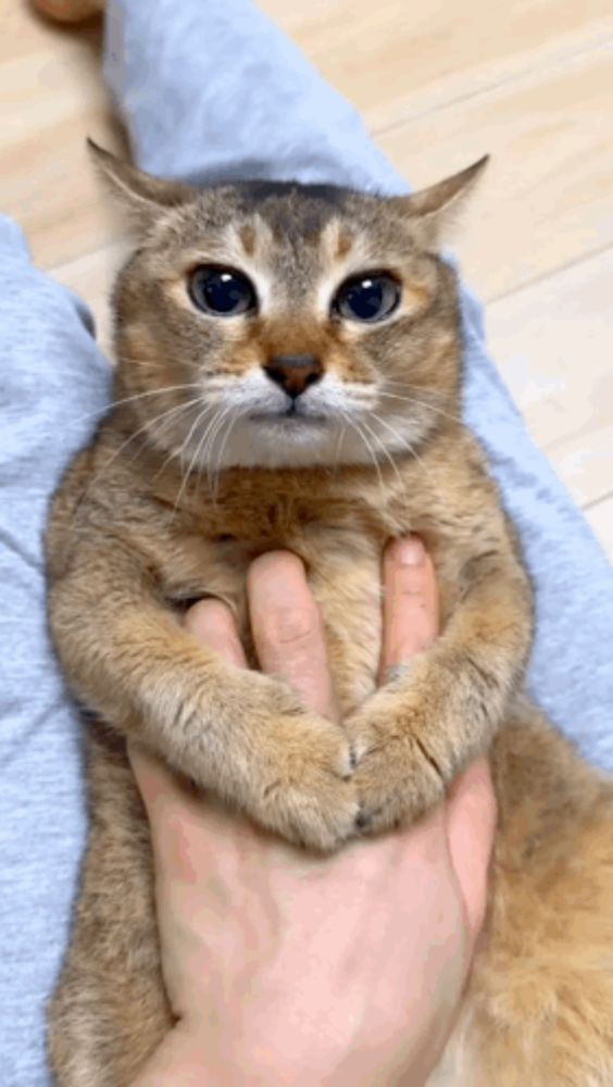 a cat is being held by a person 's hand with its paws crossed