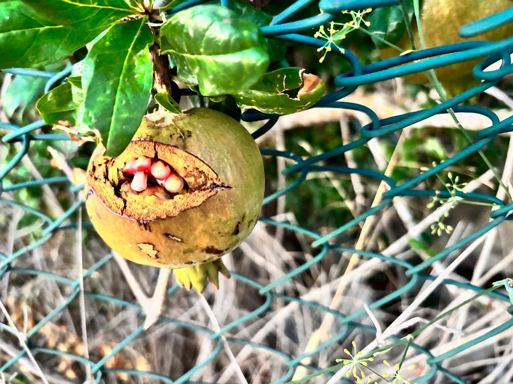 The cursed pomegranate from a different angle. No less cursed. 