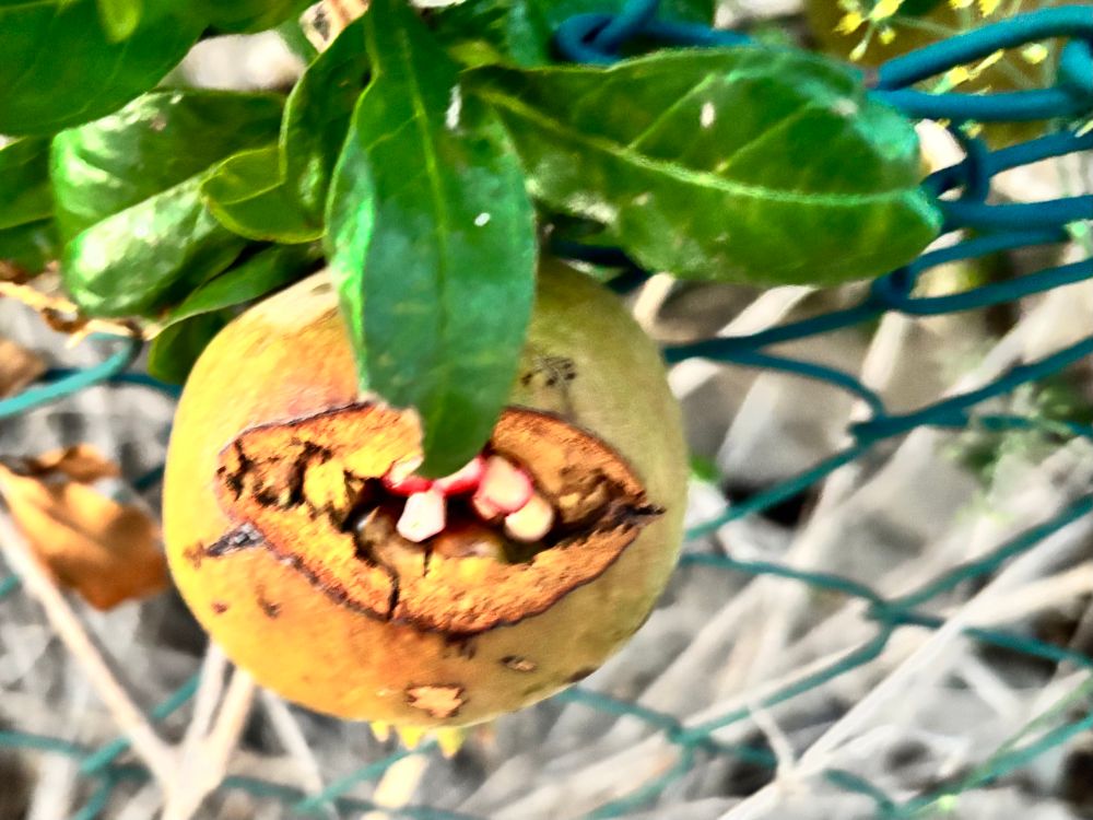 Staring directly into the cursed pomegranate’s mouth. 