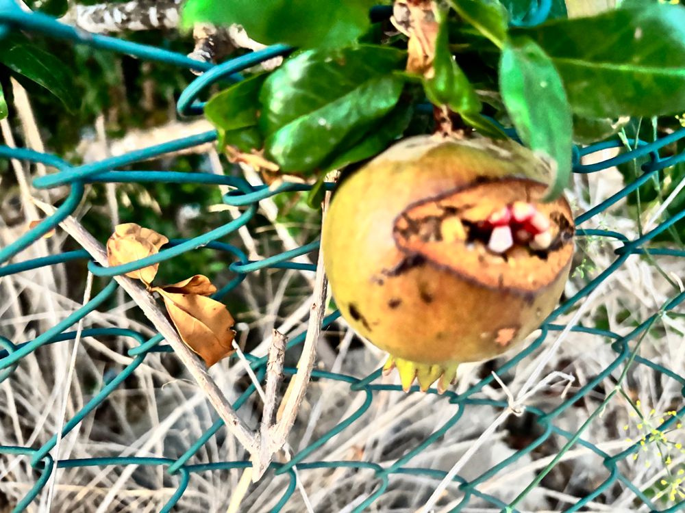A pomegranate with an opening where roots (?) are growing out of. Like a mouth filled with teeth. 
