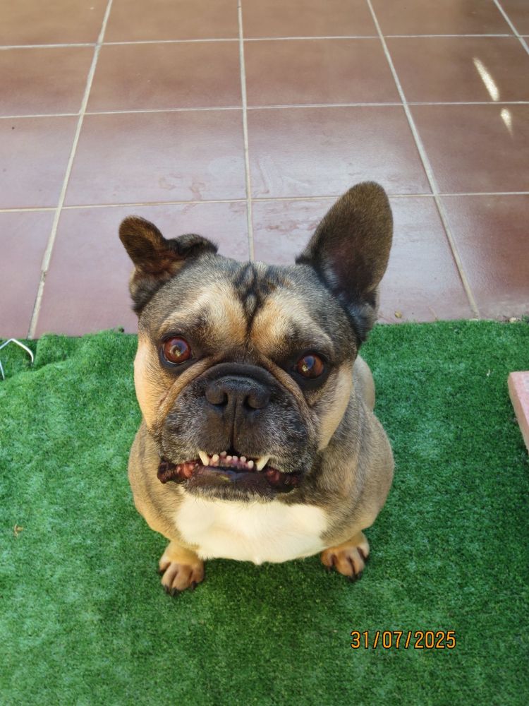 Kylo the French Bulldog, with his lower teeth extending forward. 