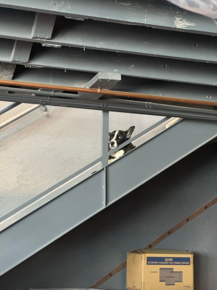 Dog looking down from the stairs