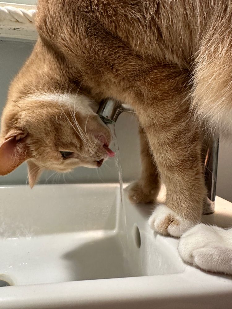 A dilute orange tabby cat drinks water upside down over the tap on a white sink.