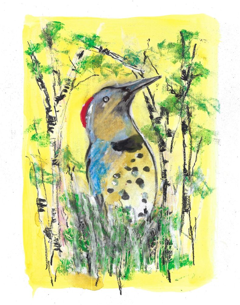 Drawing of a Northern Flicker bird with birch trees background. Began as a charcoal and pastel gel print. Once I pulled the print I added watercolor crayons as a new experiment. 