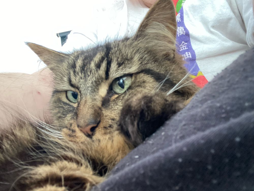 a photograph of a fluffy brown tabby cat laying comfortably in the lap of a fat white boy