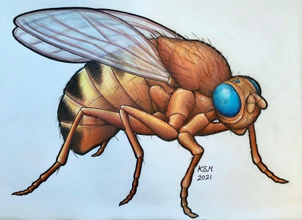 Colored drawing of a fruit fly (Drosophila melanogaster) with blue eyes