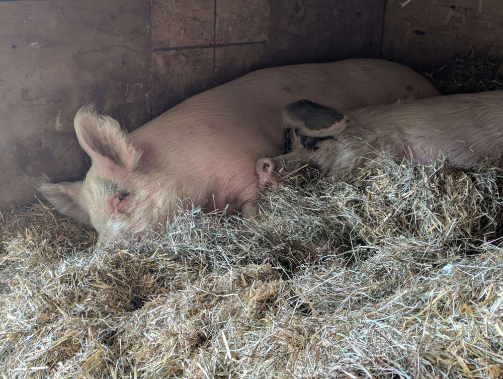 Two large pigs snuggled against each other in a large pile of hay. One is pink and one is spotted.