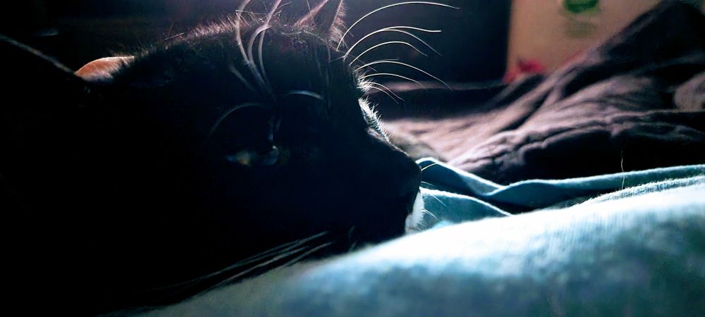 Boots, Tuxedo cat laying down. Cool blue light / sunlight backlighting