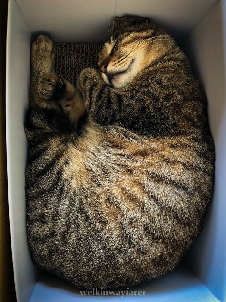 A tabby cat curled up and sleeping peacefully inside a snug white cardboard box.

白い段ボール箱の中で、丸まって気持ちよさそうに眠っているキジトラ猫。