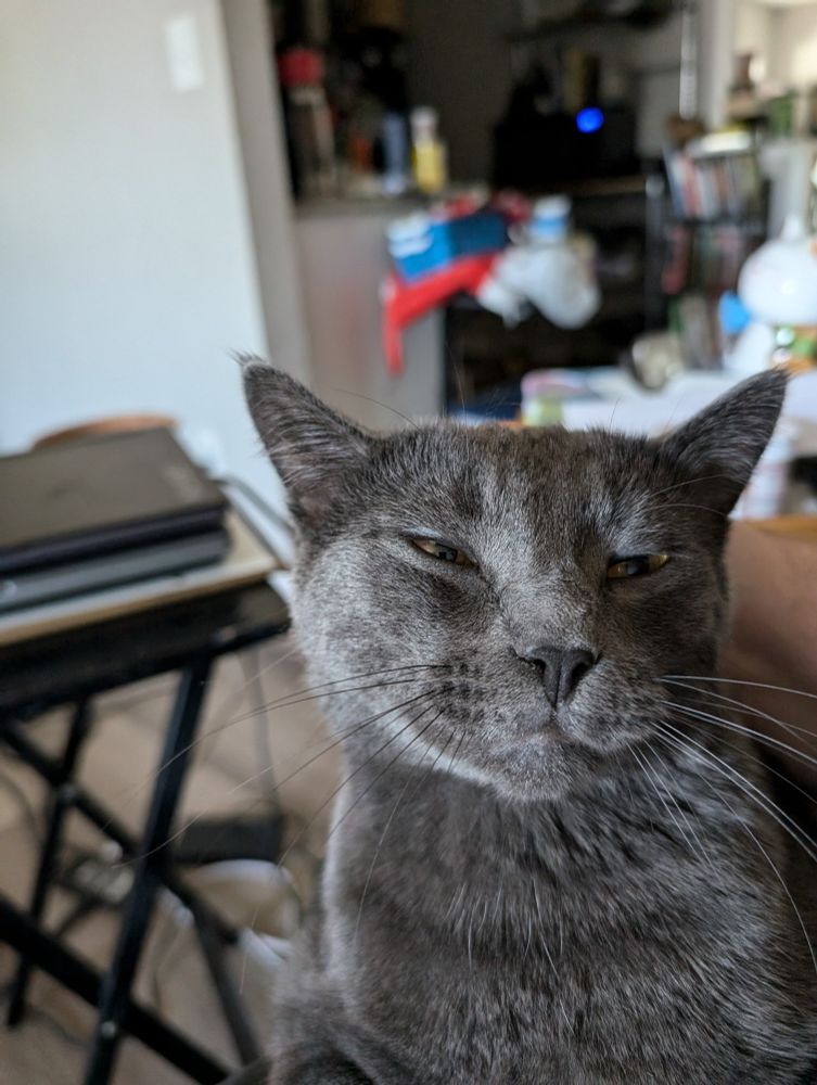 A shoulders up photo of a grey cat with barely visible golden eyes.  He does not look intelligent.  Behind him there is blurry clutter.