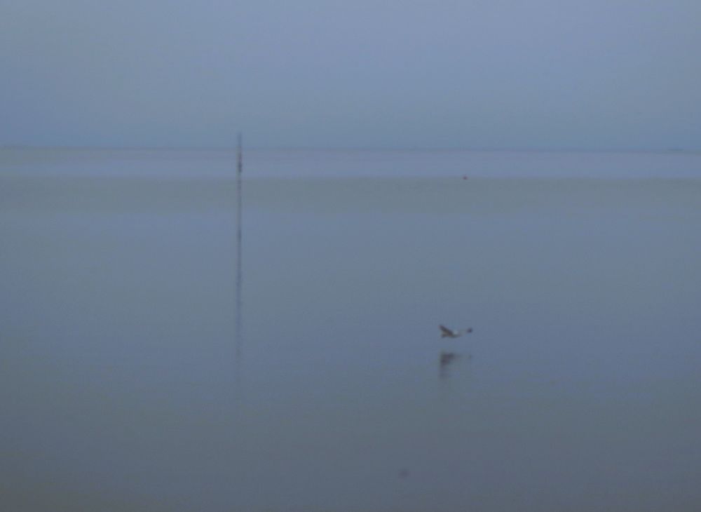 Ein Vogel flach über dem Wasser. Hinten eine Stange, die den Weg weist. Unklare Sicht, eben Zwielicht.