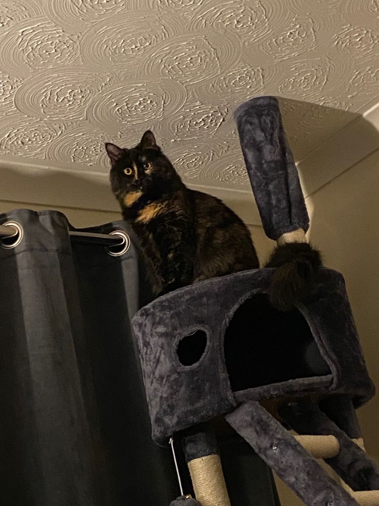 Marigold, a dark tortie cat sitting at the top of a cat castle with staring orange eyes.