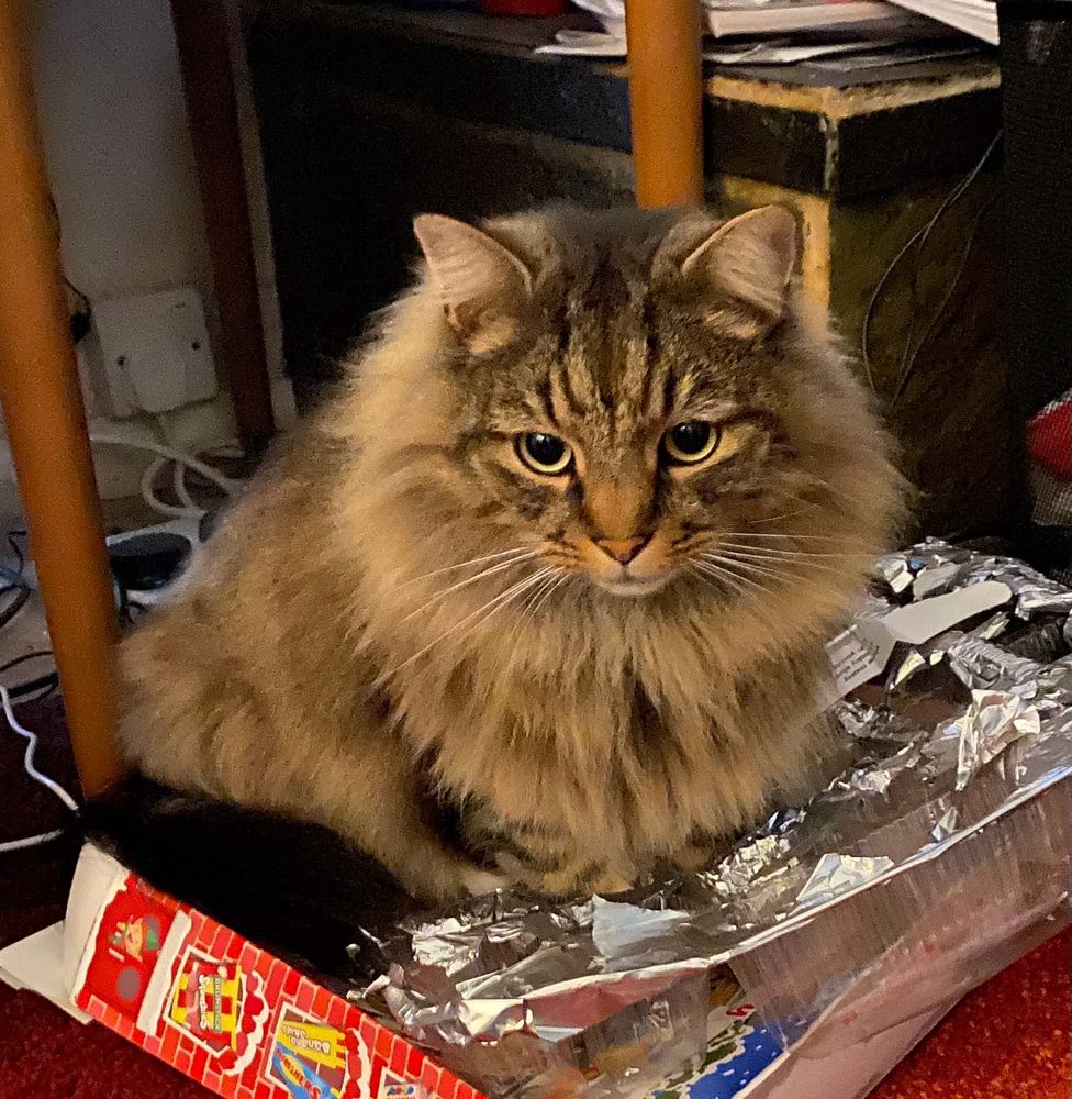 A fluffy tabby (Toby) sits on the broken foil and plastic of the inside of an advent calendar.