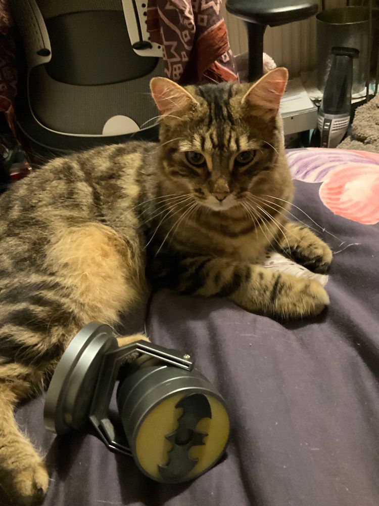 Alfie, a tabby cat, sitting by a knocked-over Batman projection lamp. 