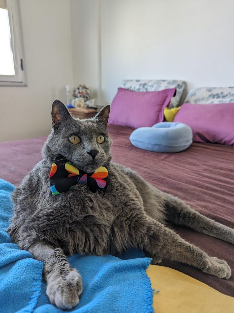 A big, robust grey cat with a rainbow themed bowtie, lying on a bed. Cat has a curious gaze.