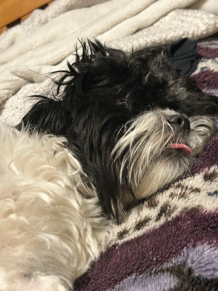 Black and white Dog sleeping with her tongue sticking out.
