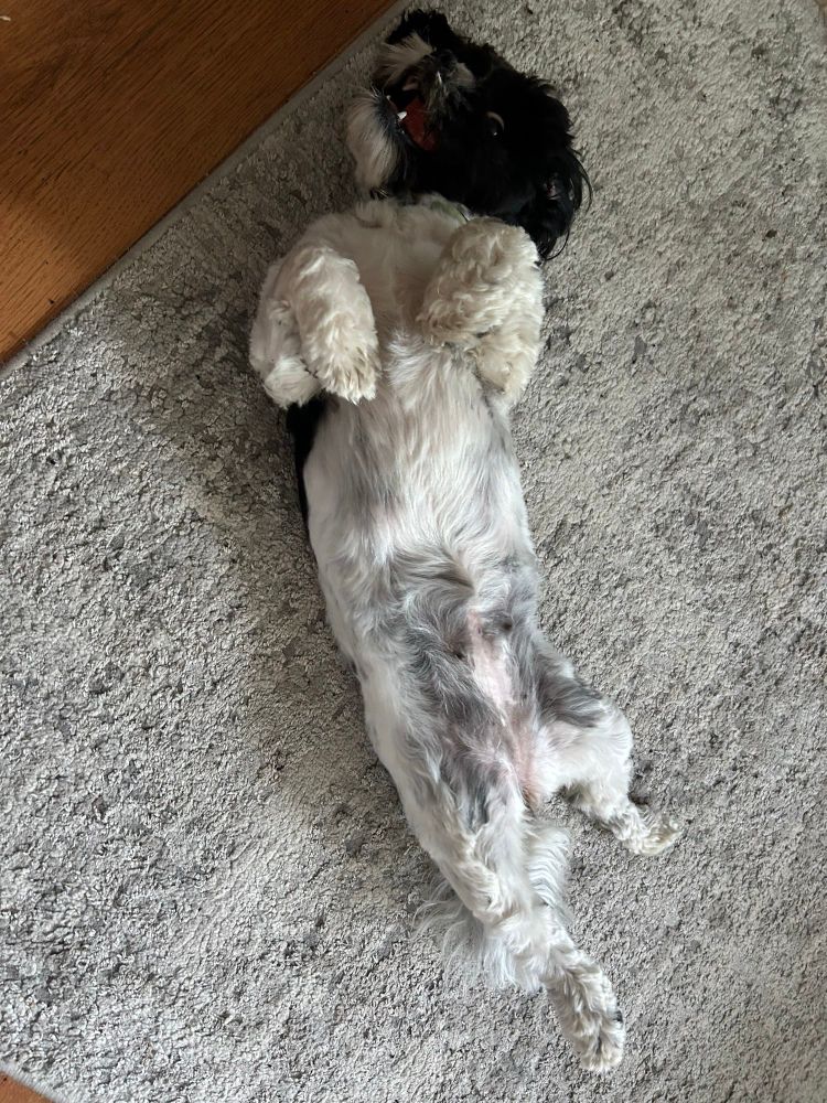 A black and white small dog lying on her back. 
