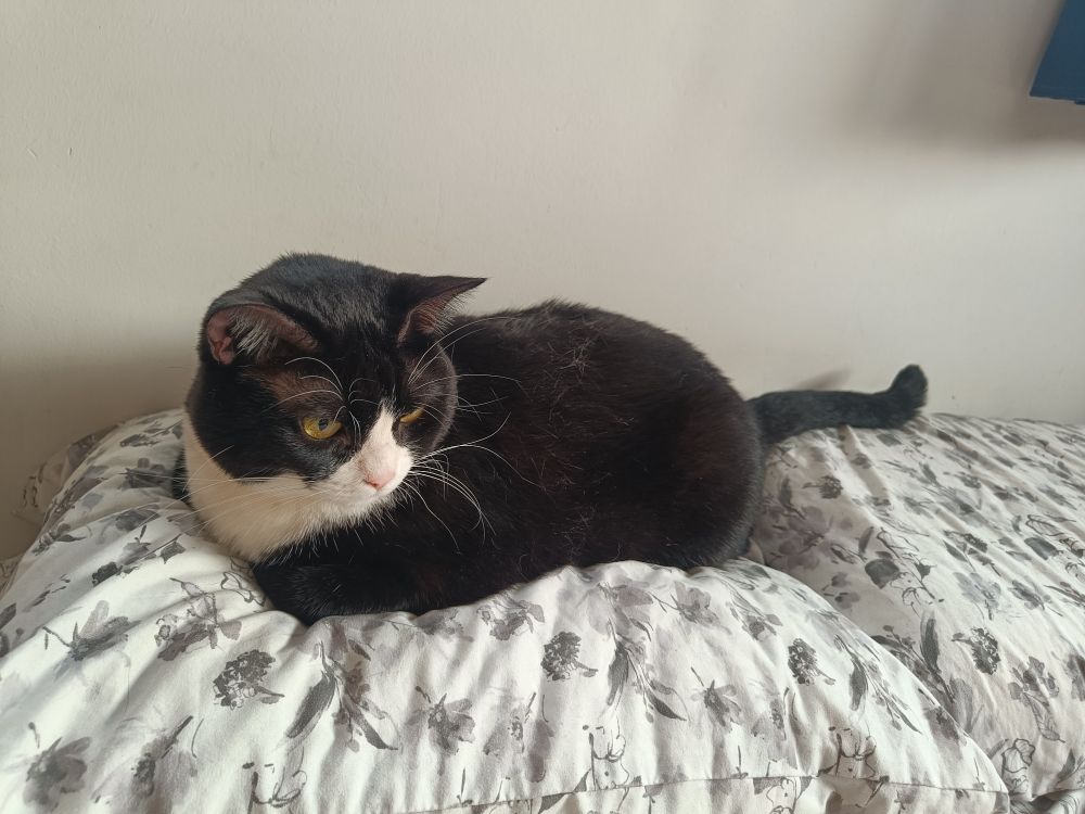 אפשר ללטף את החתולה שלך? 
היא כיכר לחם עכשיו! 