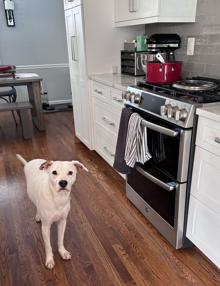 Beautiful mutt waiting for the pot of pibble porridge on the stove to cool. 