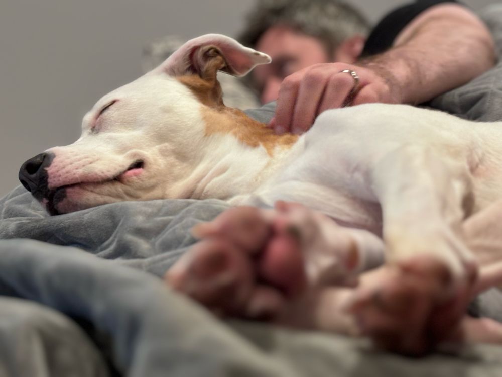 Sleep dog cuddling with her dad