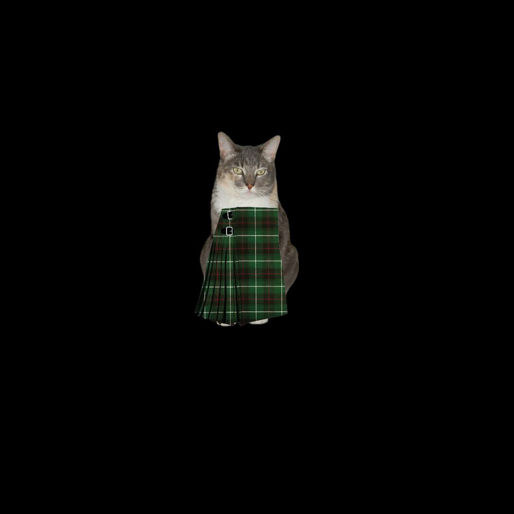 Brown tabby cat in tartan