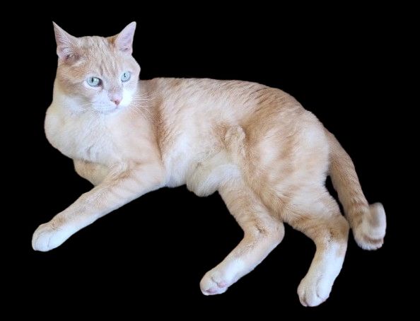 orange cat relaxing, hoping he gets the brain cell some day.