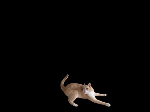 Orange tabby cat
