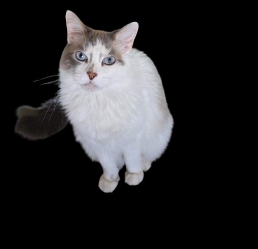 Siamese mix cat looking up