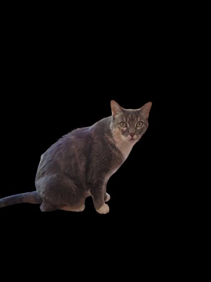 Dark tabby cat