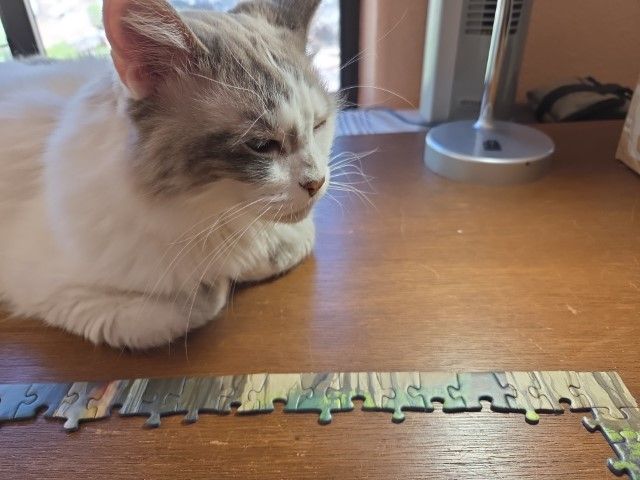 Siamese mix cat relaxing near a just-started jigsaw puzzle, showing off her whiskers and eyebrows.