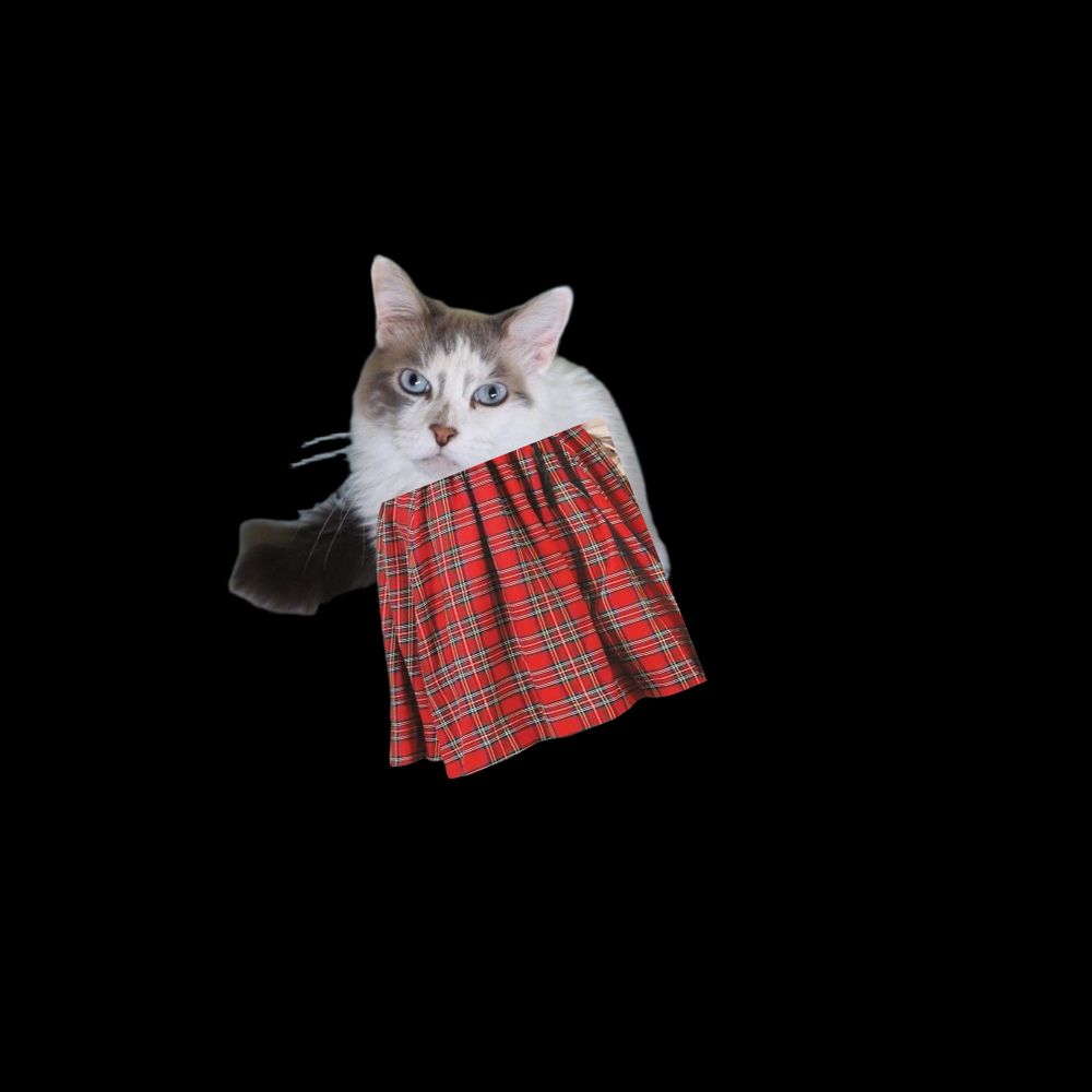 Siamese mix cat in McDonald tartan skirt