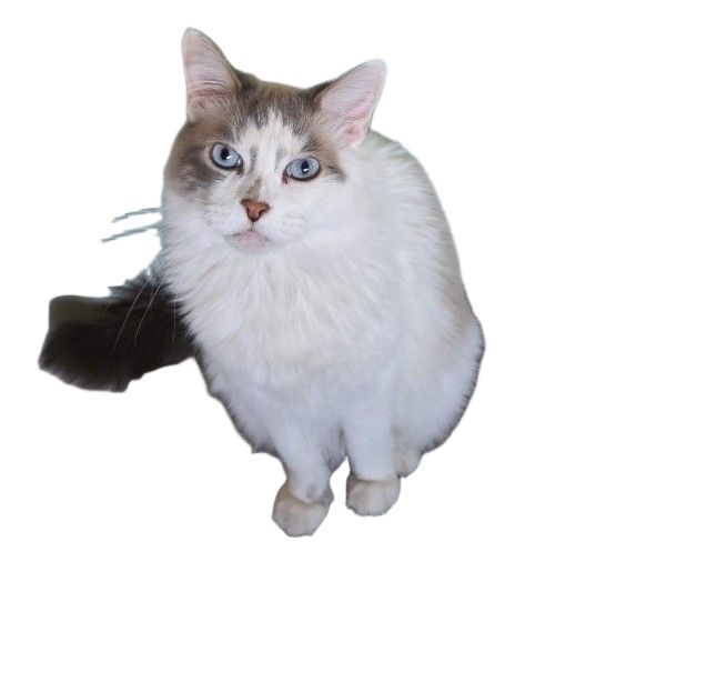 Siamese mix cat looking longingly